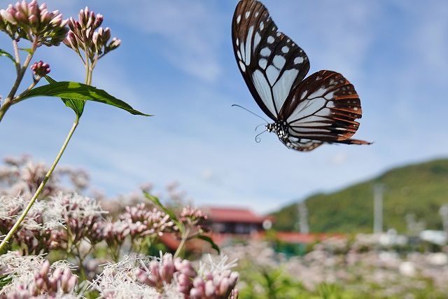 諏訪市に飛来したアサギマダラ