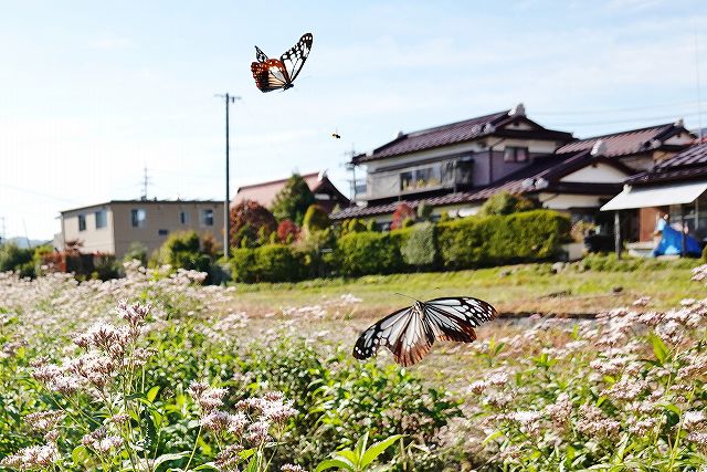 諏訪市に飛来したアサギマダラ