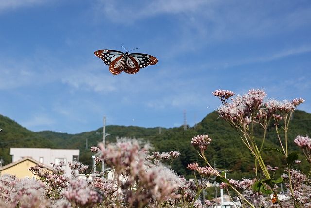 諏訪市に飛来したアサギマダラ