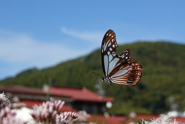 諏訪市に飛来したアサギマダラ