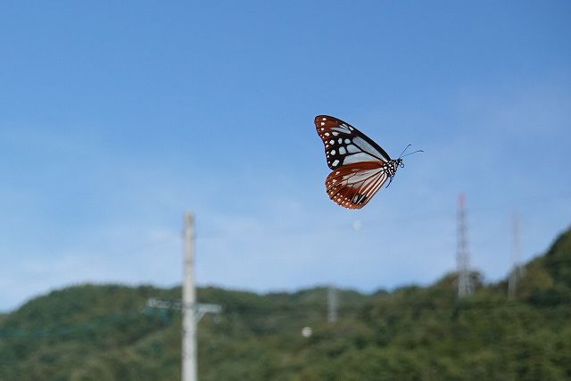 諏訪市に飛来したアサギマダラ