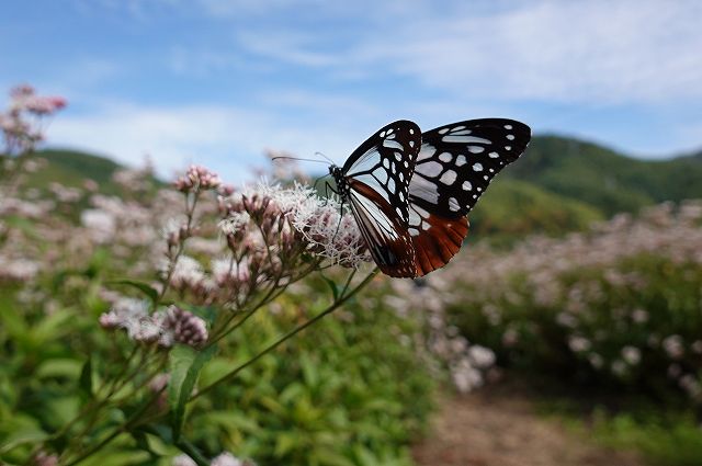 諏訪市に飛来したアサギマダラ