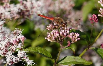 フジバカマの蜜を吸う赤とんぼ