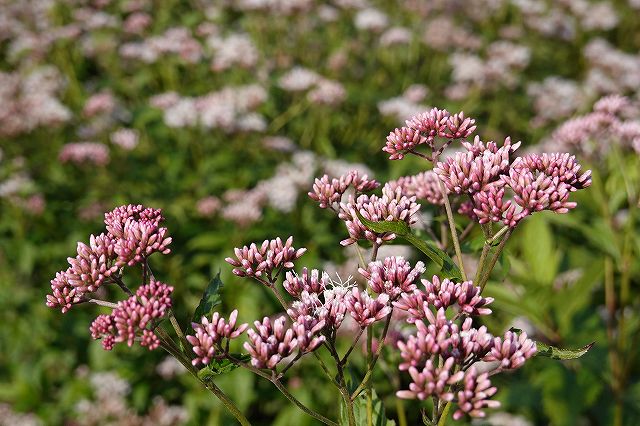 フジバカマの花はまだピン色でキレイだった。