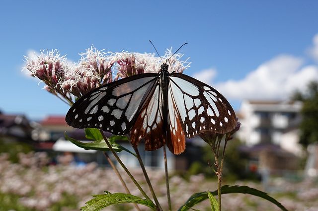 諏訪市に飛来したアサギマダラ