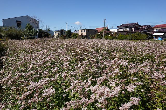 諏訪市のアサギマダラの飛来地