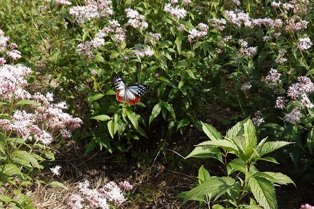 諏訪市に飛来したアサギマダラ