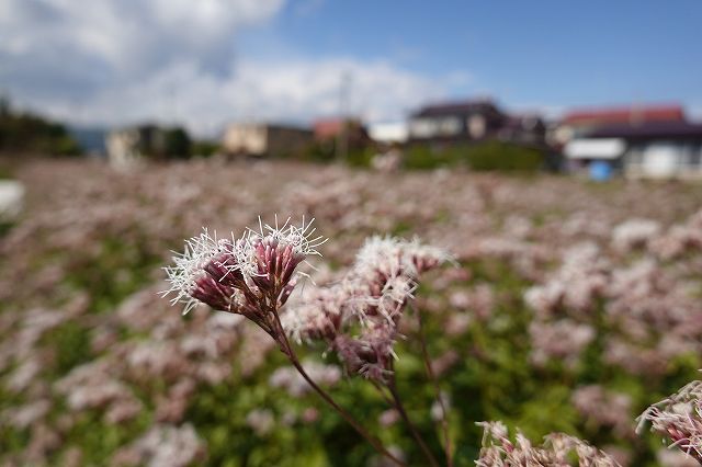 諏訪市のアサギマダラの飛来地のフジバカマの畑