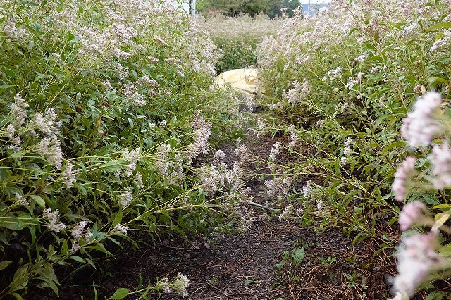 諏訪市飛来地のフジバカマの花は満開