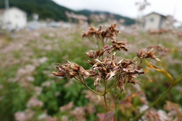 諏訪市飛来地のフジバカマ