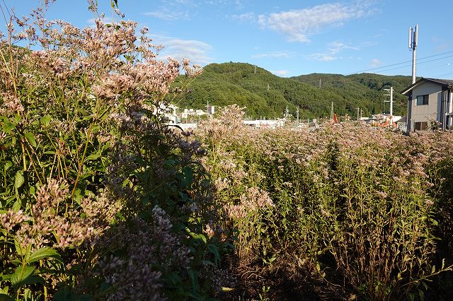 アサギマダラ諏訪市飛来地のフジバカマ