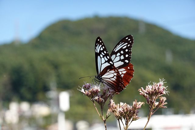 諏訪市飛来地のアサギマダラ