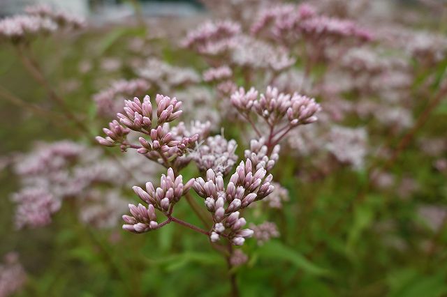 フジバカマはピンク色のキレイな花が咲いていて甘い香りがします。