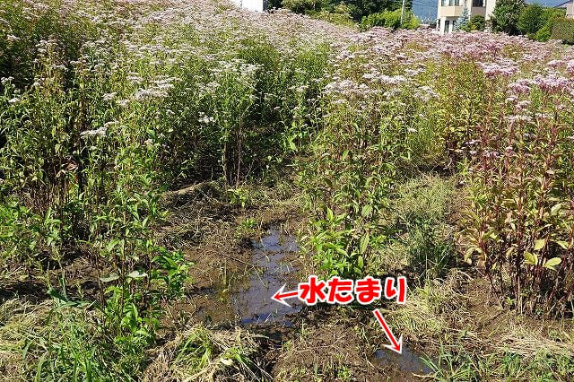 アサギマダラの飛来地諏訪市のフジバカマの花