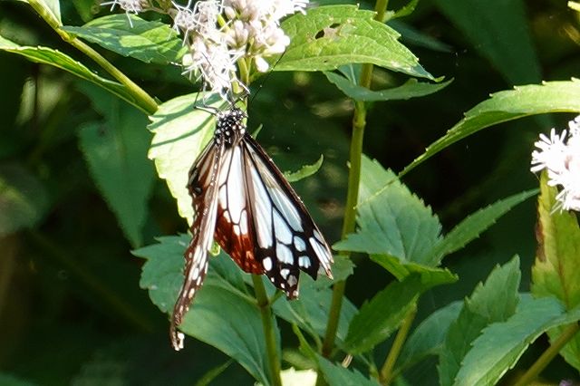 諏訪市のアサギマダラの郷に初飛来のアサギマダラ