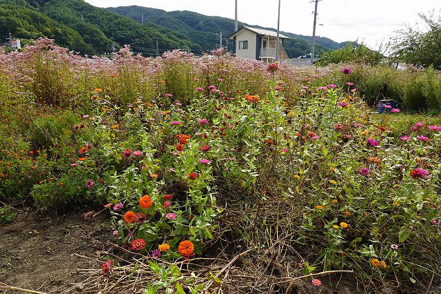 フジバカマの端に植わっているお花畑