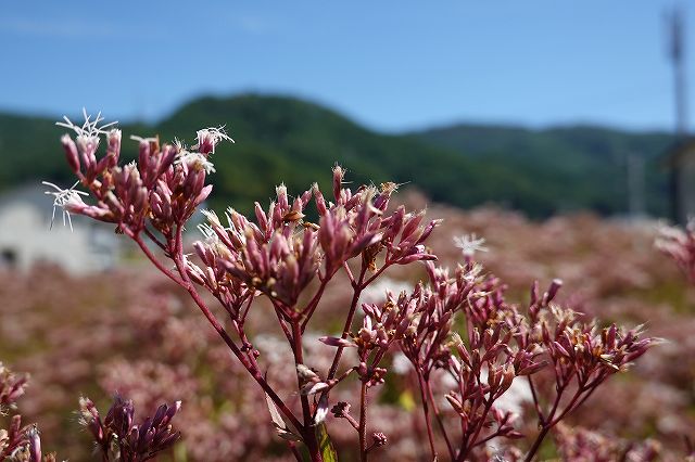 飛来地諏訪市のフジバカマの甘い香りもあまり感じないから蜜が美味しくなくなったのかな？