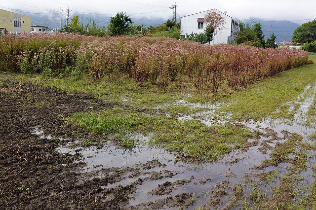 フジバカマのお花畑