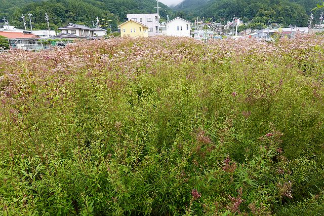 花が咲かないフジバカマ