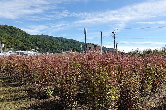 長野県の飛来地、諏訪市のフジバカマ