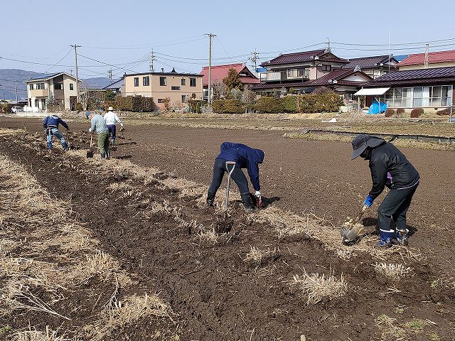 フジバカマの株分け作業の様子