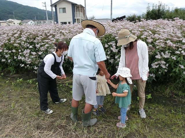 飛来地のアサギマダラの郷（さと）