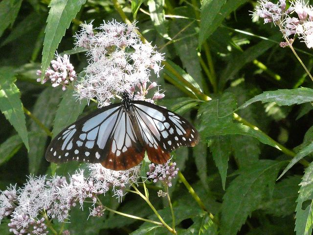 日陰でフジバカマの蜜を吸うアサギマダラ