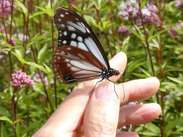 指に止まったアサギマダラです。