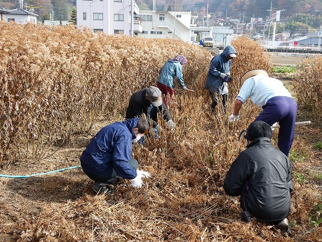 枯れたフジバカマの刈り取り作用中