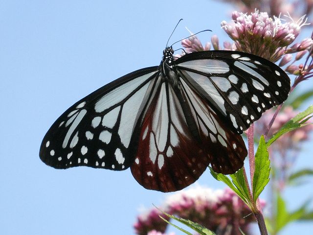 フジバカマの蜜を吸うアサギマダラ