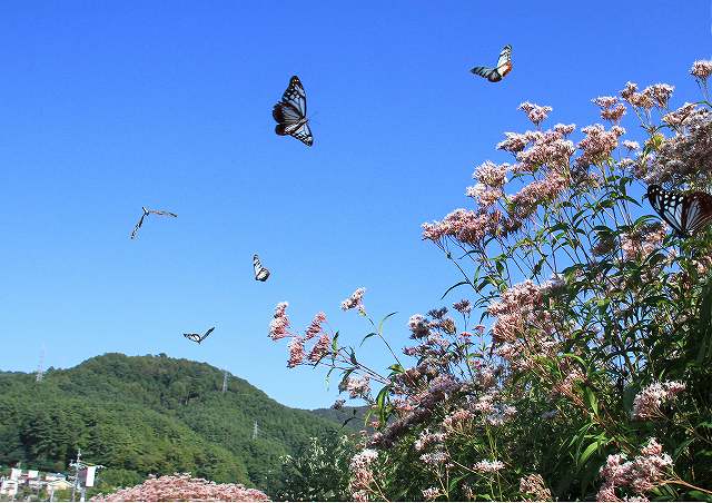 諏訪市の白狐公園横のフジバカマの花畑と乱舞するアサギマダラの様子