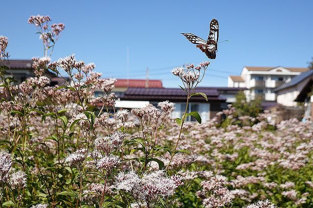 諏訪市に飛来したアサギマダラ