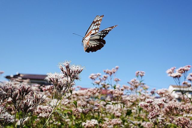 諏訪市に飛来したアサギマダラ