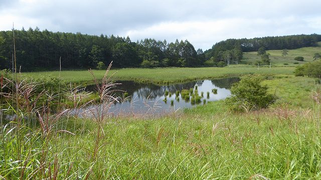 池のくるみ踊場湿原
