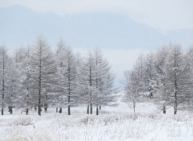 冬の霧ヶ峰高原
