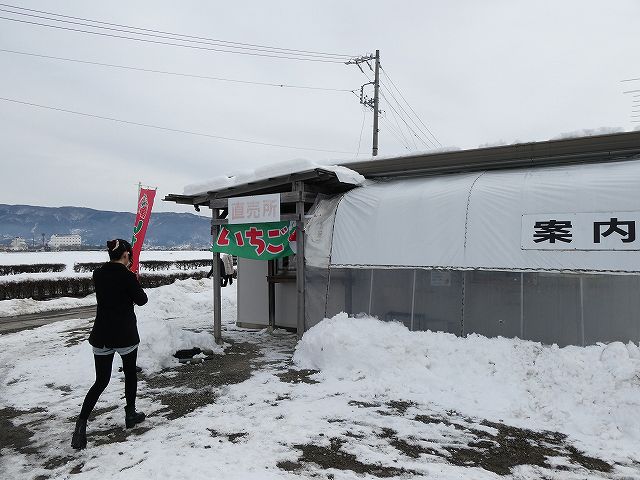諏訪湖いちご園
