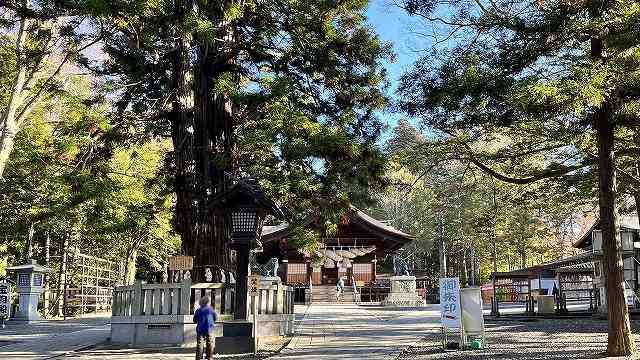 秋宮では「イチイの木」が御神木
