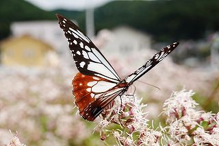 アサギマダラは飛来地白狐公園
