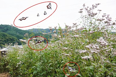 アサギマダラは飛来地白狐公園
