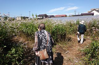 アサギマダラは飛来地白狐公園
