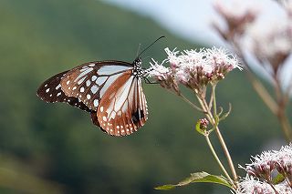 アサギマダラは飛来地白狐公園