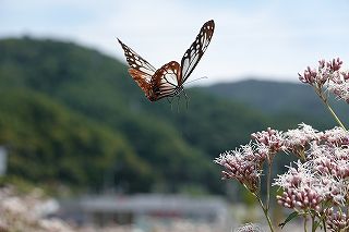 アサギマダラは飛来地白狐公園