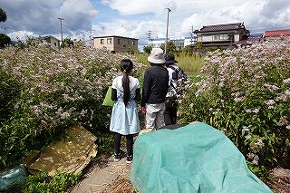 アサギマダラは飛来地白狐公園
