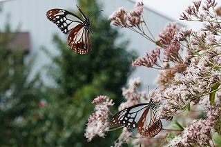 アサギマダラは飛来地白狐公園