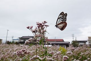 アサギマダラは飛来地白狐公園