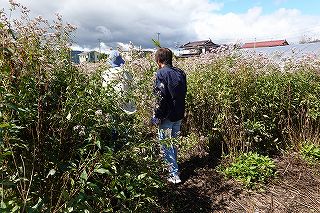 アサギマダラは飛来地白狐公園