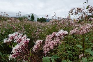 アサギマダラは飛来地白狐公園