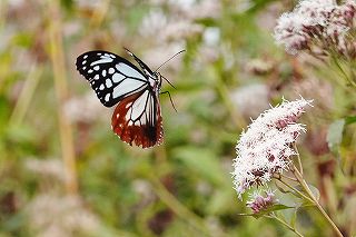 アサギマダラは飛来地白狐公園