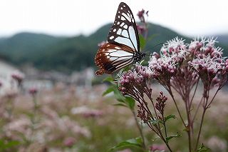 アサギマダラは飛来地白狐公園
